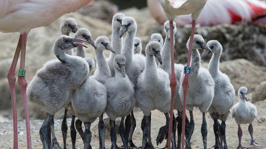 Flamingo-Nachwuchs in Schönbrunn