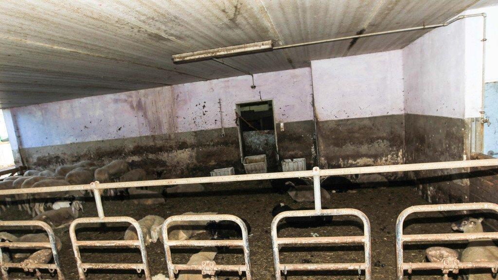 Verwahrloste Tiere in OÖ