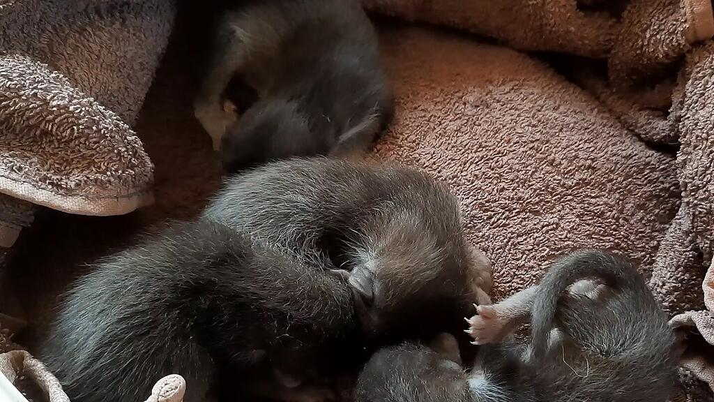 Marder-Babys_Oberndorf