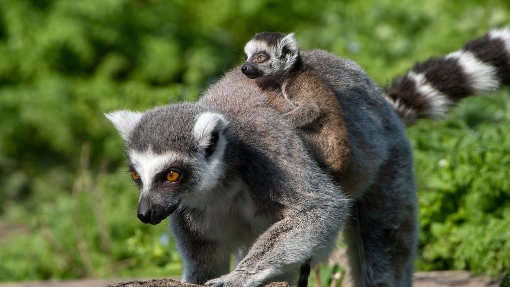 Nachwuchs bei den Kattas im Wiener Tiergarten Schönbrunn