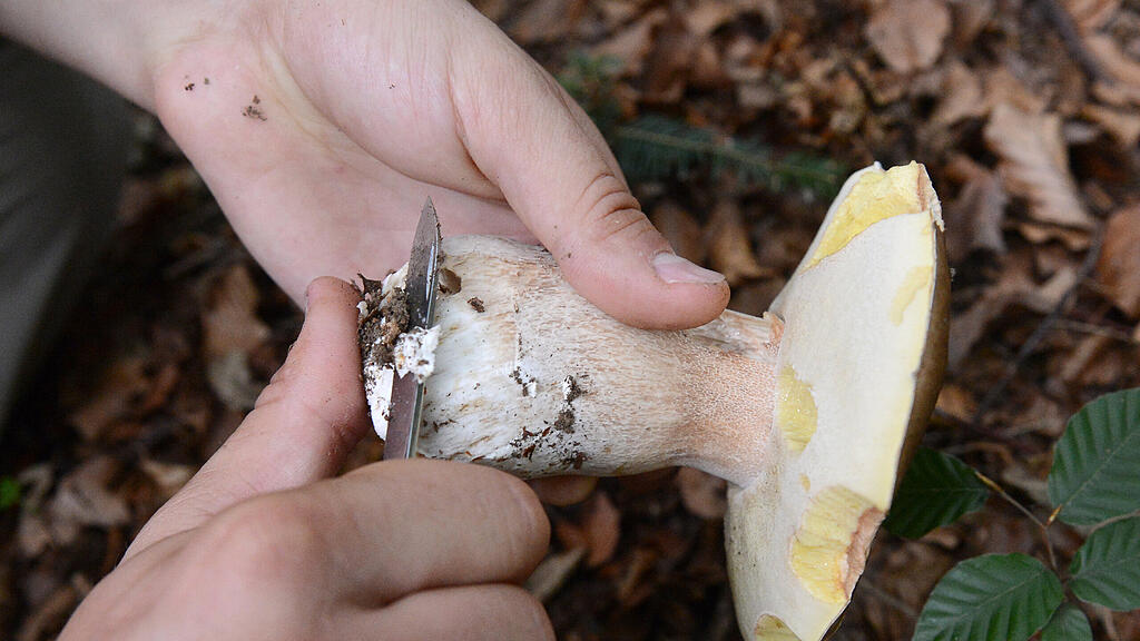Pilz, Schwammerl, Steinpilz, SB