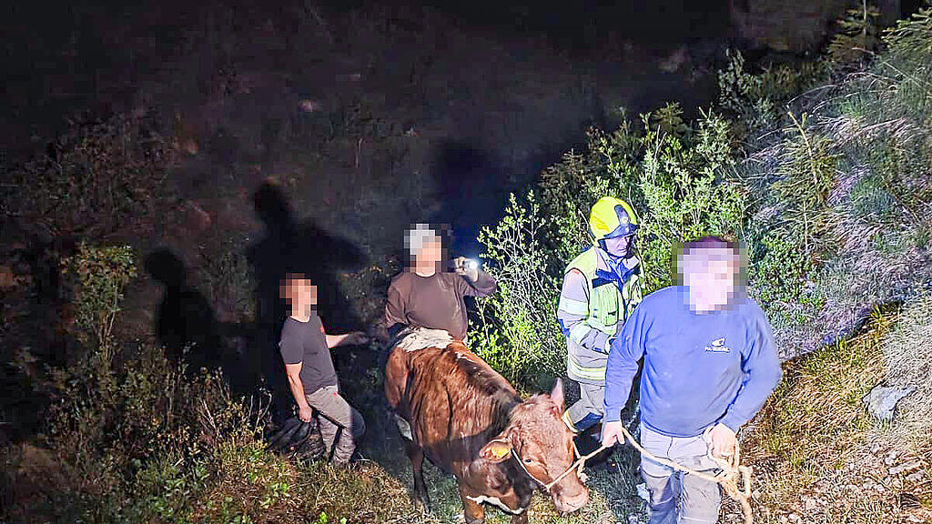 Kuh in Annaberg gerettet
