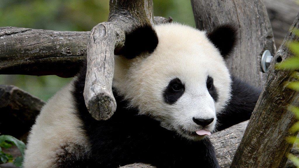 Fu Bao feiert