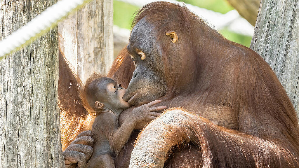 Kendari: Orang-Utan-Nachwuchs in Schönbrunn