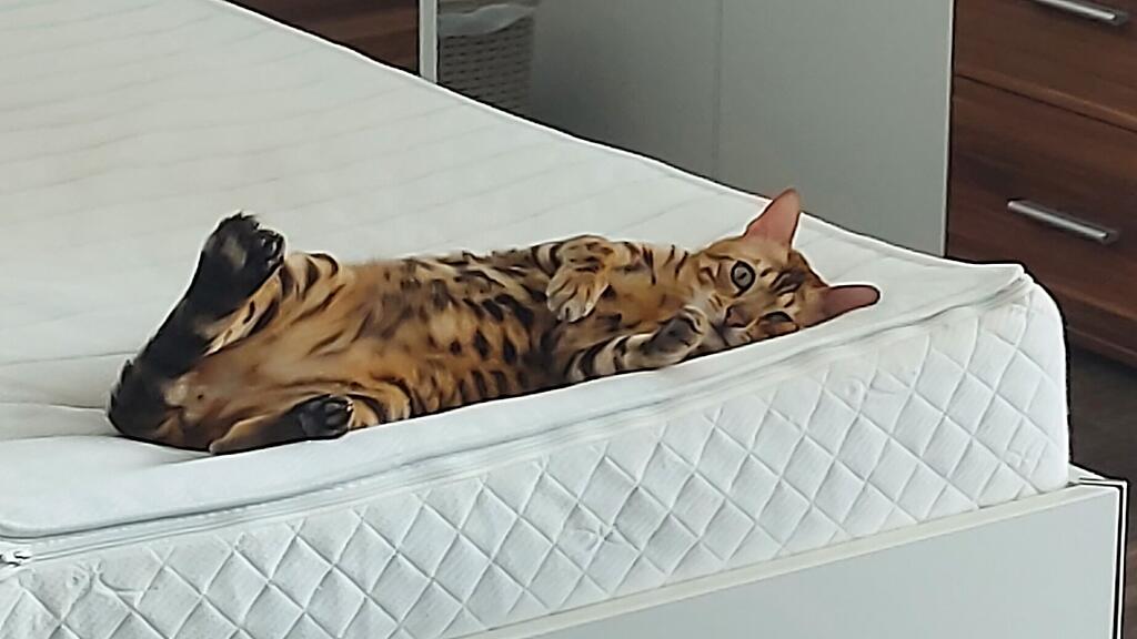 Weltkatzentag 2022
