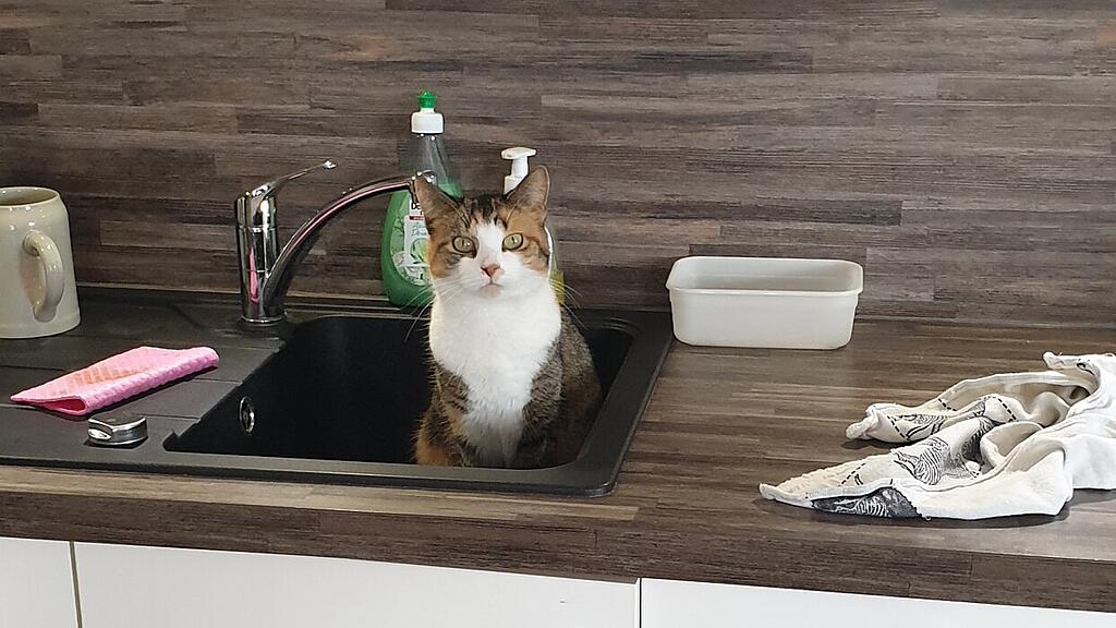 Weltkatzentag 2025