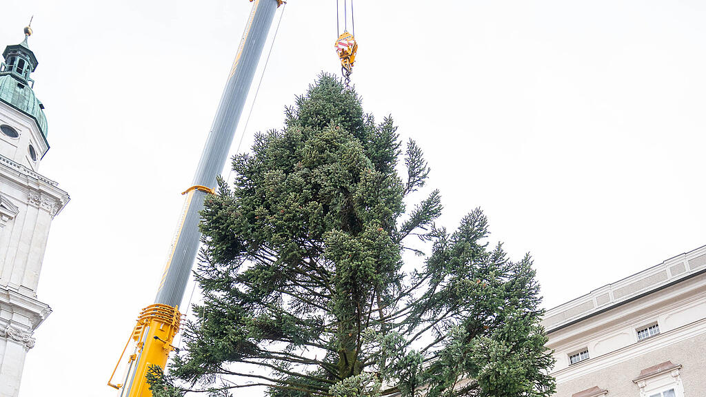 Baum am Christkindlmarkt eingetroffen
