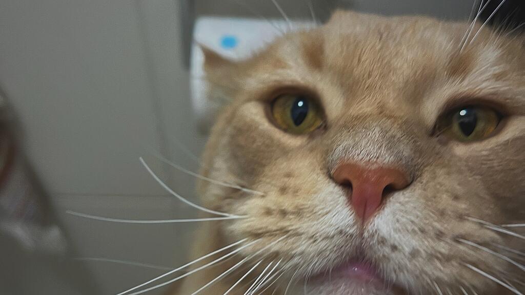 Weltkatzentag 2025