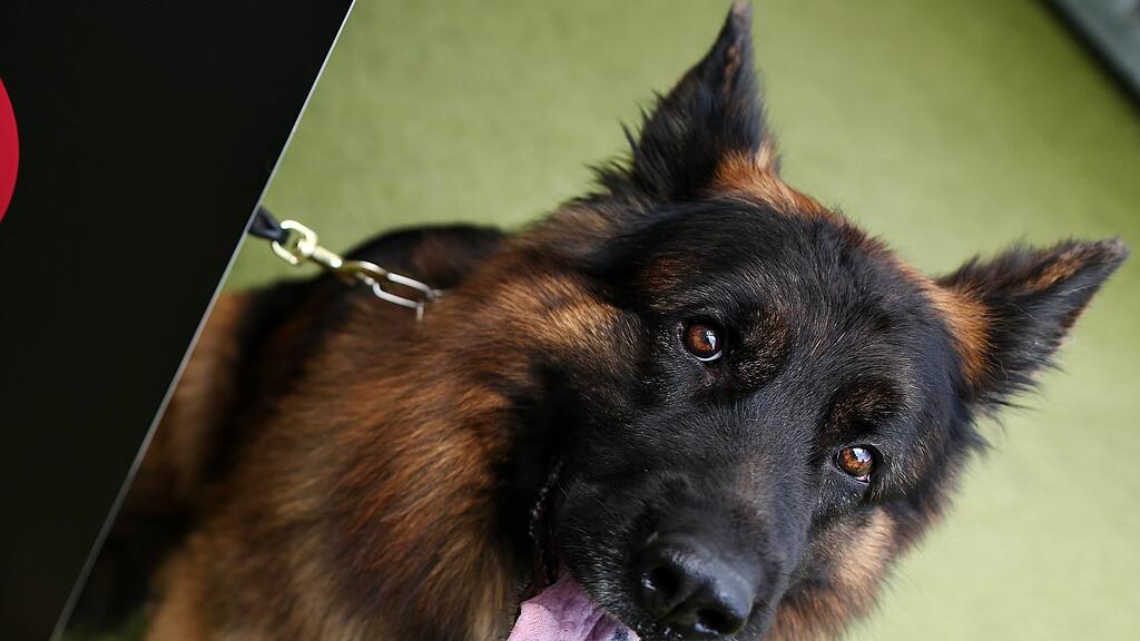 Der verletzte Hund wurde beim Tierarzt versorgt. (Symbolbild)