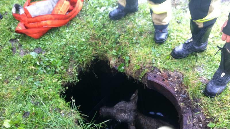Bilder der Tierrettung