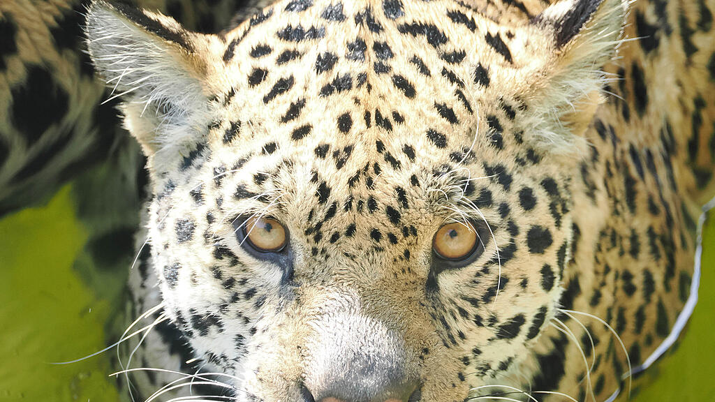 Zoo Salzburg
