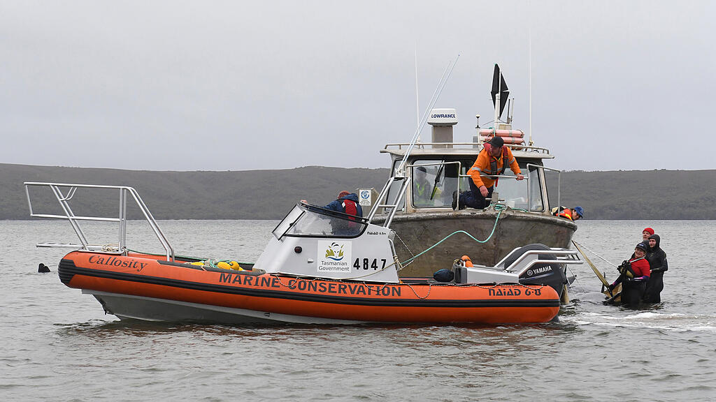 Tasmanien, Australien, Grindwale