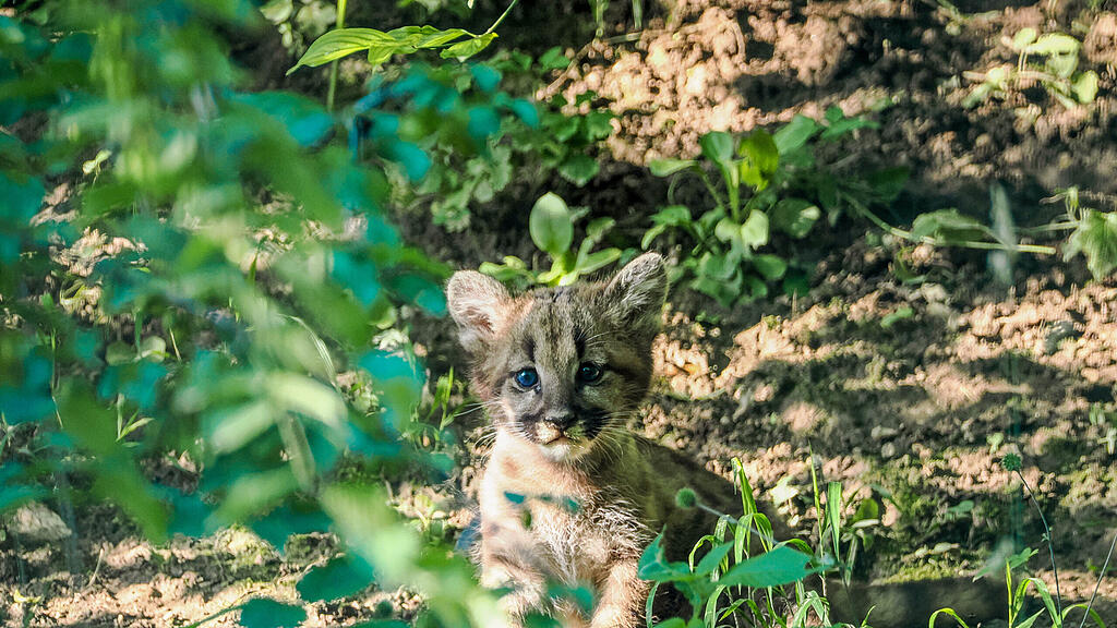 Puma_Jungtier_c_ZooSBG_Angelika_Köppl.jpg