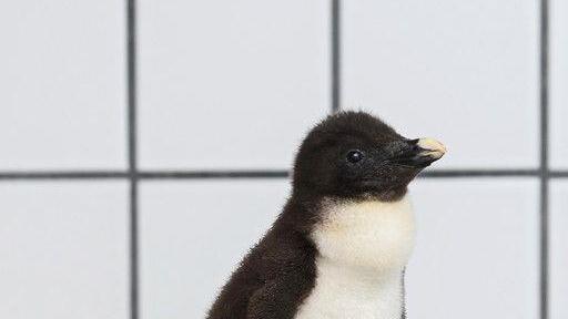 Pinguinküken in Schönbrunn