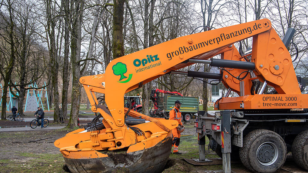 Baumverpflanzung im Volksgarten