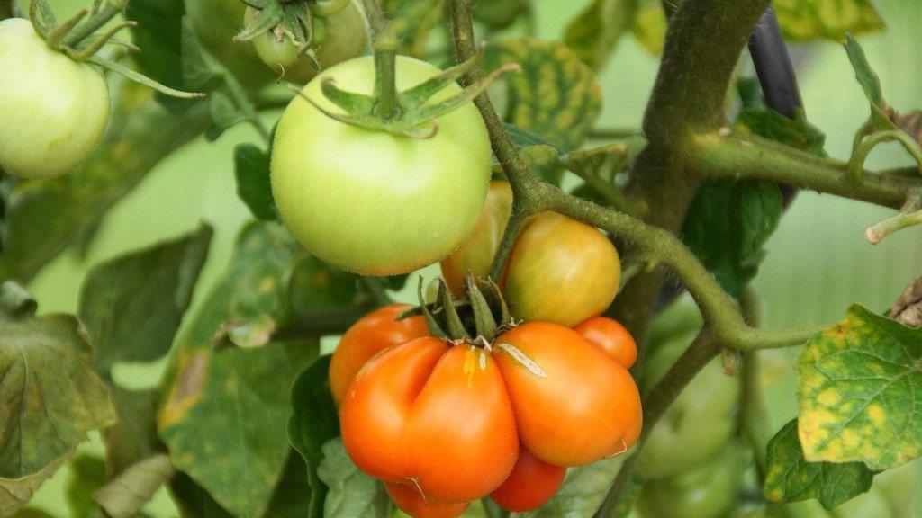Spätsommer-Impressionen 1