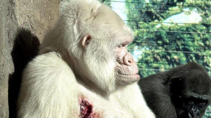 Schneeflöckchen / Copito de Nieve: Einziger Albino-Gorilla der Welt