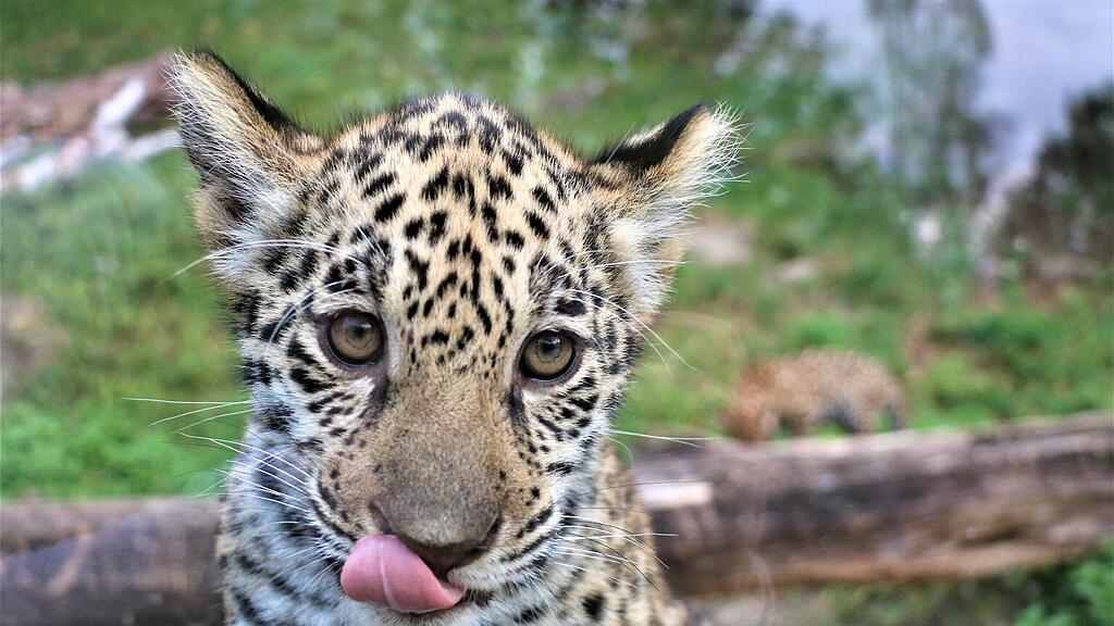 Jaguarnachwuchs
