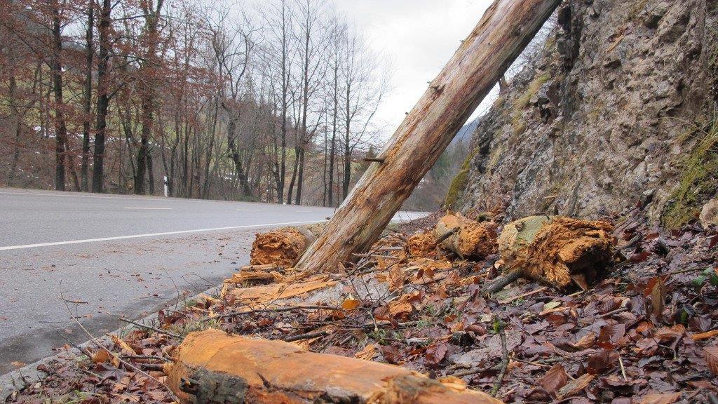 Baum stürzt auf B 305