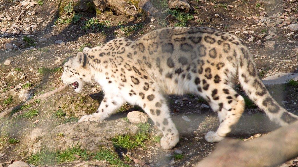 Frühlingserwachen im Salzburger Zoo