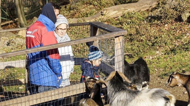 Warten aufs Christkind im Zoo