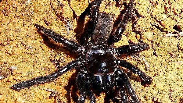 Die Spinne wurde 43 Jahre alt