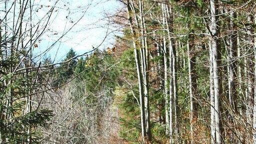 Charity-Walk am Gaisberg