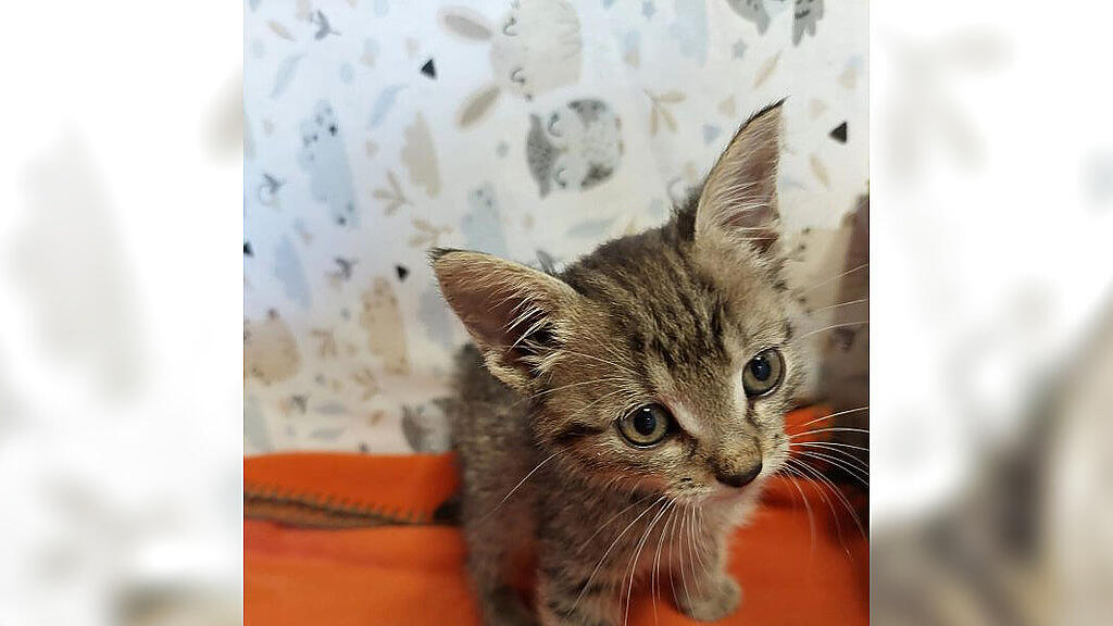 Babykatze_Passagier