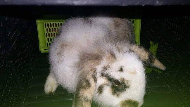 Dieser kleine Hase sucht seine Herrchen.