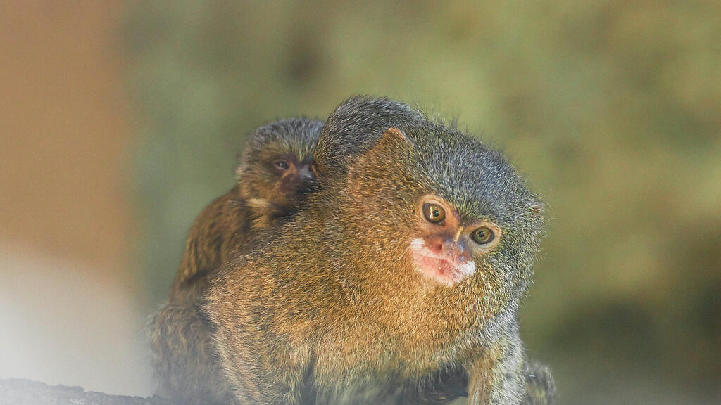 Zwergseidenaffen_Jungtiere auf  Vater_c_ZooSBG_Angelika_Köppl (2)_.JPG