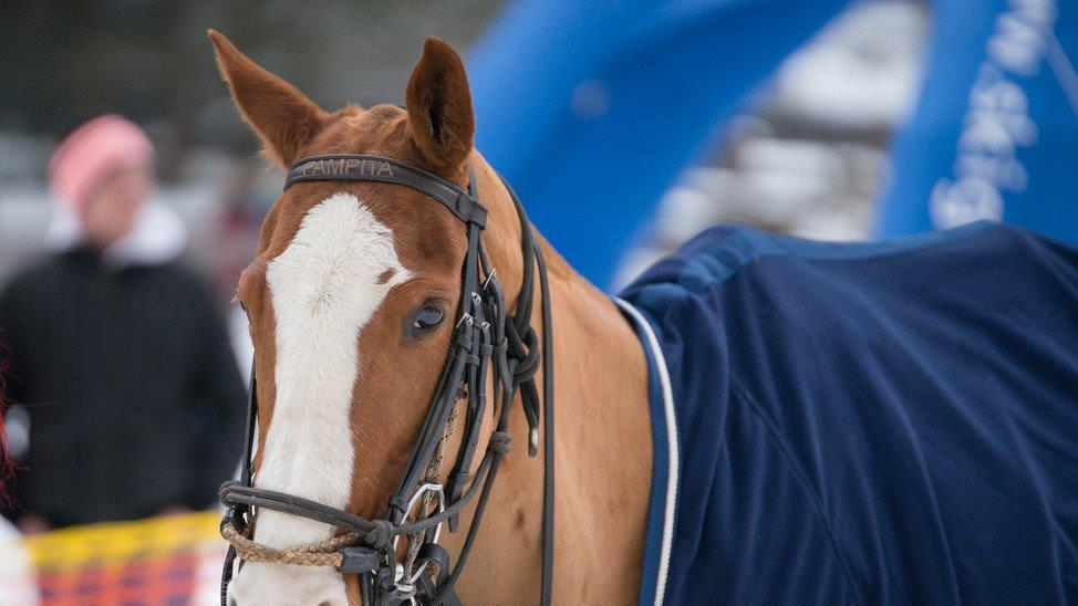 Snow Polo in Bad Gastein
