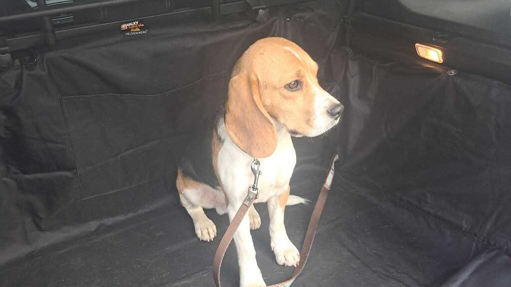 Beagle Manni