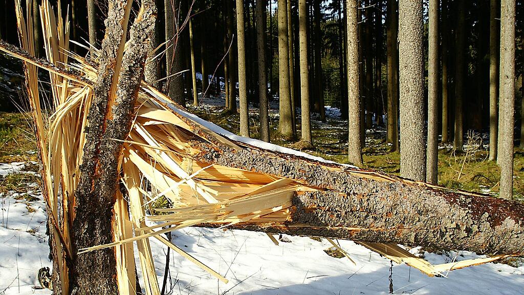 Ein umstürzender Baum hat Dienstagabend in Lamprechtshausen ein mit drei Personen besetzten Pkw erfasst.