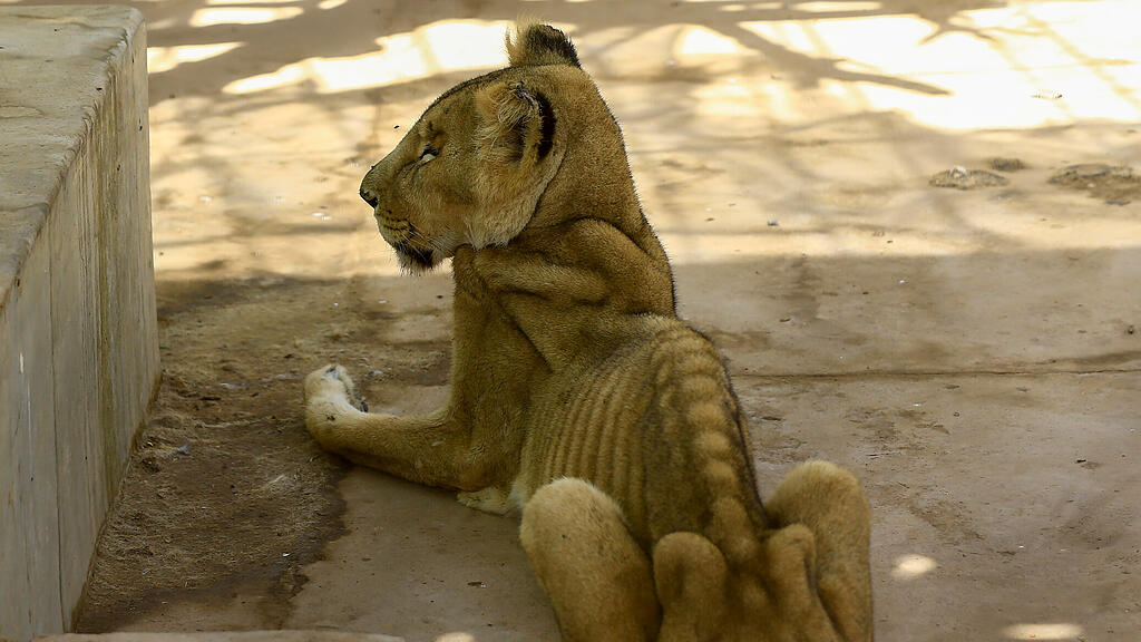 Löwen in Zoo in Sudan