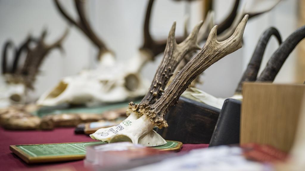 Die Hohe Jagd & Fischerei I