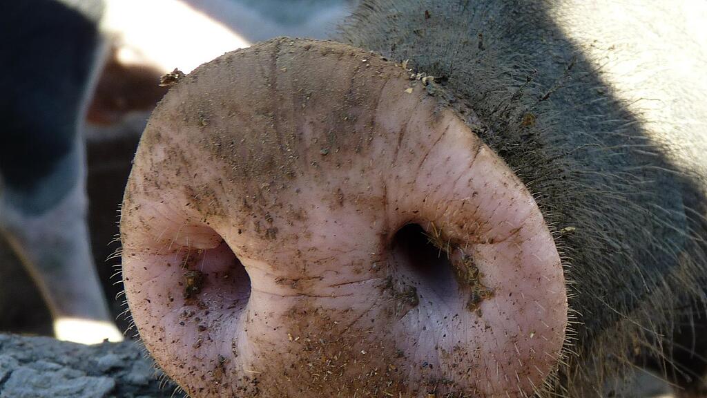 symb_schwein