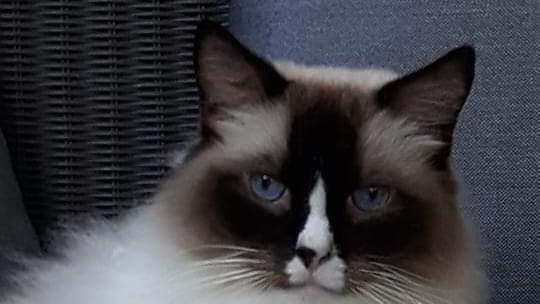 Weltkatzentag 2025