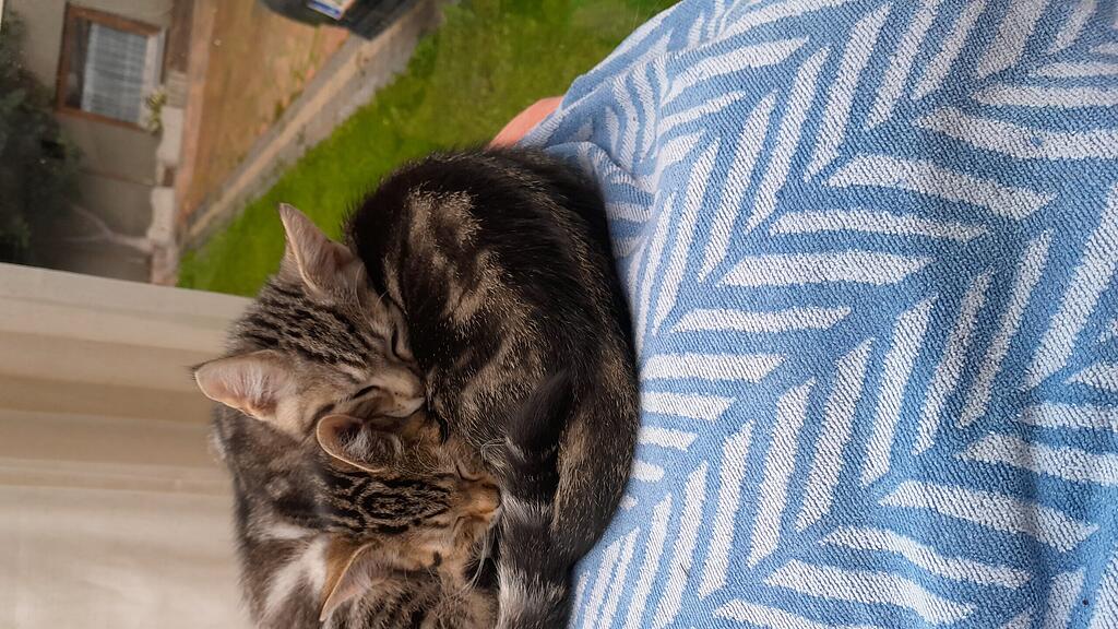 Weltkatzentag 2025