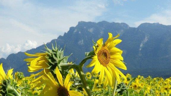 Sonnenblumenzauber in Sbg