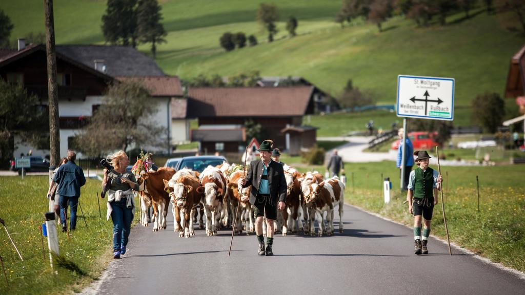 Almabtrieb St. Wolfgang I