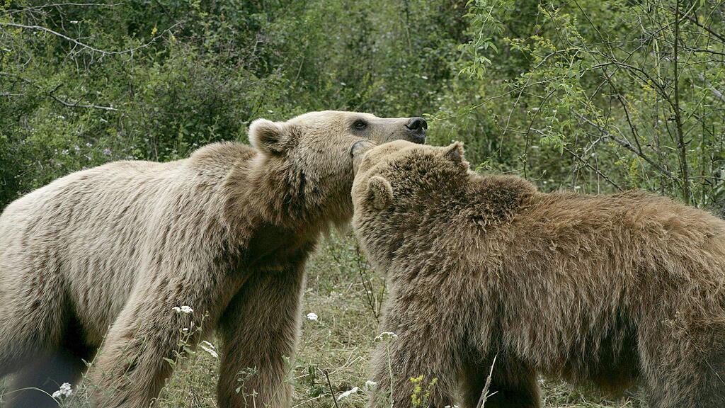 Gijna und Pashuk beschnuppern sich neugierig im Bärenwald Prishtina.