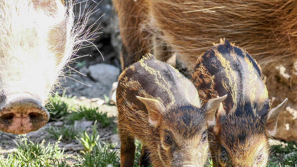 Gut behüteter Nachwuchs bei den Pinselohrschweinen_c_ZooSBG_Angelika Köppl (6).jpg