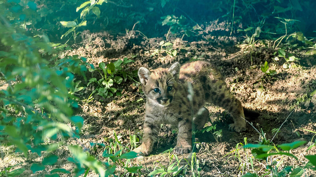 Puma_Jungtier_c_ZooSBG_Angelika_Köppl (2).jpg
