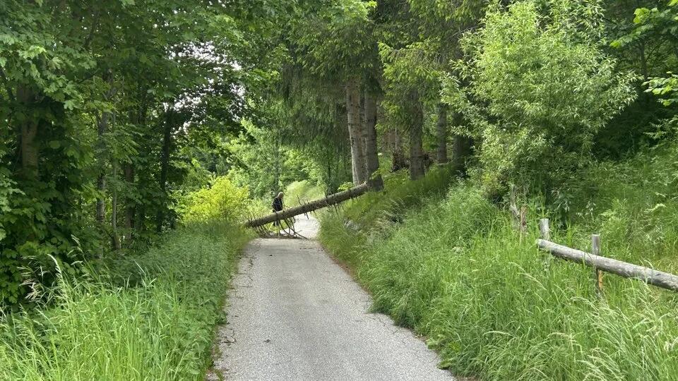 Baum stürzt in Ramingstein auf Bahngleise