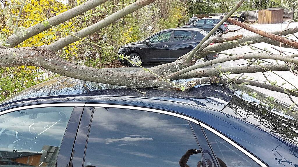 Umgestürzter Baum Eugendorf