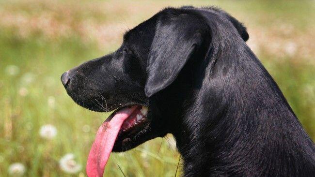 Der Hund ist offenbar erschrocken und hat daraufhin das Mädchen gebissen (Symbolbild).