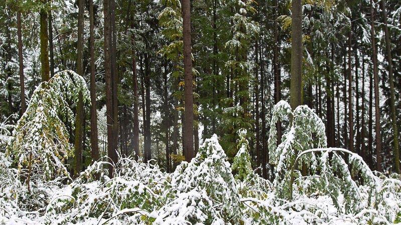 Schnee im Flachgau