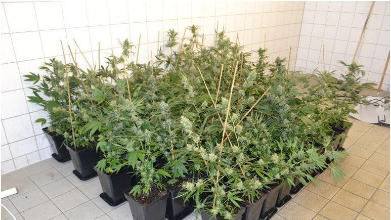 Insgesamt stellte die Polizei 49 Cannabispflanzen sicher.