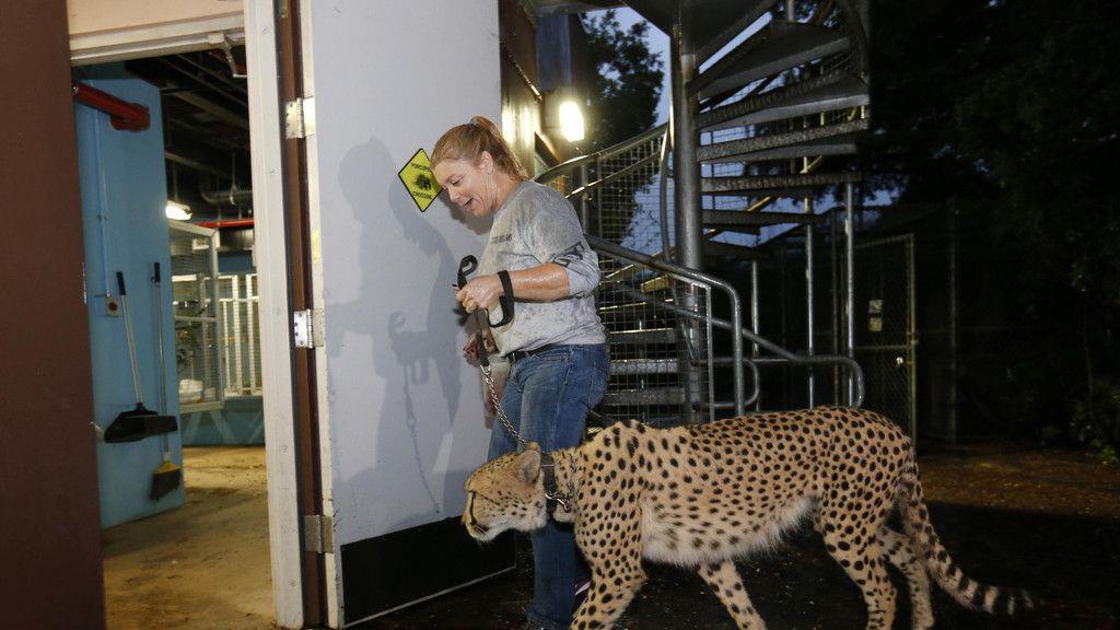 "Irma": Tiere im Zoo Miami in Sicherheit gebracht