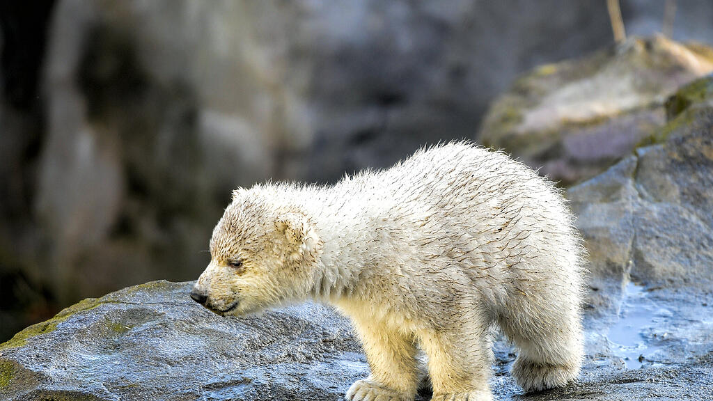 Eisbär, Wien, Schönnbrunn